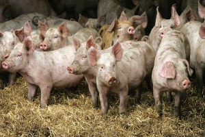 3 Pigs 3 Pigs