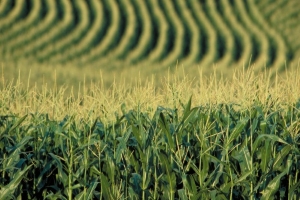 4 Maize 4 Maize