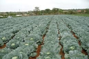 6 Cabbage 6 Cabbage